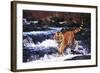 Tiger in Fast-Flowing Stream (Captive Animal)-Lynn M^ Stone-Framed Photographic Print