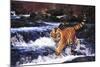 Tiger in Fast-Flowing Stream (Captive Animal)-Lynn M^ Stone-Mounted Photographic Print