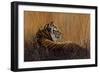 Tiger in Grass-Harro Maass-Framed Giclee Print