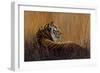 Tiger in Grass-Harro Maass-Framed Giclee Print