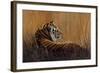 Tiger in Grass-Harro Maass-Framed Giclee Print