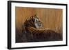 Tiger in Grass-Harro Maass-Framed Giclee Print