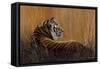 Tiger in Grass-Harro Maass-Framed Stretched Canvas