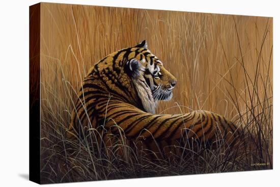 Tiger in Grass-Harro Maass-Stretched Canvas
