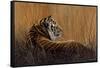 Tiger in Grass-Harro Maass-Framed Stretched Canvas