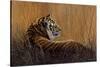 Tiger in Grass-Harro Maass-Stretched Canvas