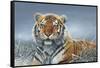 Tiger in Snow-Harro Maass-Framed Stretched Canvas