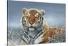 Tiger in Snow-Harro Maass-Stretched Canvas