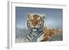 Tiger in Snow-Harro Maass-Framed Giclee Print