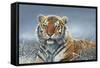 Tiger in Snow-Harro Maass-Framed Stretched Canvas