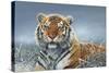 Tiger in Snow-Harro Maass-Stretched Canvas