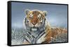 Tiger in Snow-Harro Maass-Framed Stretched Canvas