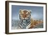 Tiger in Snow-Harro Maass-Framed Giclee Print