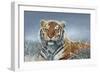 Tiger in Snow-Harro Maass-Framed Giclee Print