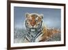 Tiger in Snow-Harro Maass-Framed Giclee Print