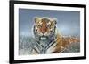 Tiger in Snow-Harro Maass-Framed Giclee Print