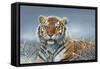 Tiger in Snow-Harro Maass-Framed Stretched Canvas