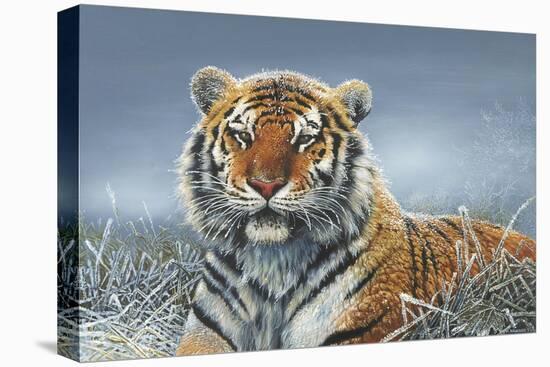 Tiger in Snow-Harro Maass-Stretched Canvas