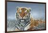 Tiger in Snow-Harro Maass-Framed Giclee Print