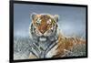 Tiger in Snow-Harro Maass-Framed Giclee Print