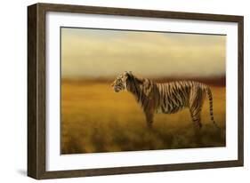 Tiger in the Golden Field-Jai Johnson-Framed Giclee Print