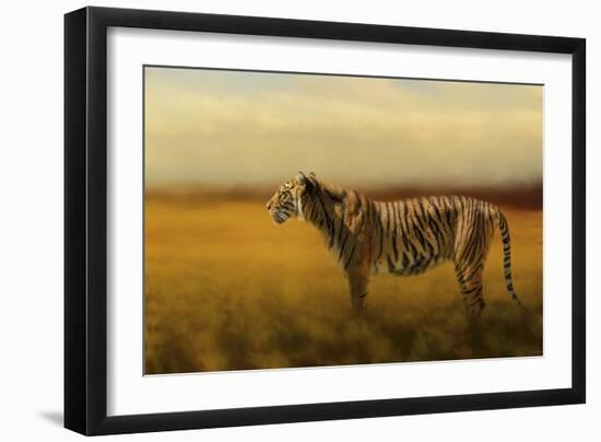 Tiger in the Golden Field-Jai Johnson-Framed Giclee Print