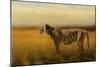 Tiger in the Golden Field-Jai Johnson-Mounted Giclee Print