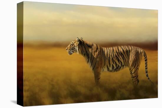 Tiger in the Golden Field-Jai Johnson-Stretched Canvas