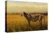 Tiger in the Golden Field-Jai Johnson-Stretched Canvas