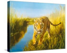 Tiger In The Indian Sunderbans-Leonard Pearman-Stretched Canvas