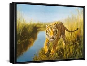 Tiger In The Indian Sunderbans-Leonard Pearman-Framed Stretched Canvas