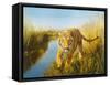 Tiger In The Indian Sunderbans-Leonard Pearman-Framed Stretched Canvas