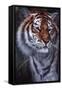 Tiger in the Midst-Jenny Newland-Framed Stretched Canvas