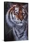 Tiger in the Midst-Jenny Newland-Stretched Canvas