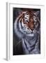 Tiger in the Midst-Jenny Newland-Framed Giclee Print