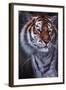 Tiger in the Midst-Jenny Newland-Framed Giclee Print