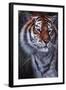 Tiger in the Midst-Jenny Newland-Framed Giclee Print