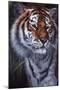 Tiger in the Midst-Jenny Newland-Mounted Giclee Print