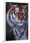 Tiger in the Midst-Jenny Newland-Framed Giclee Print