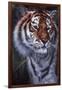 Tiger in the Midst-Jenny Newland-Framed Giclee Print