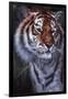 Tiger in the Midst-Jenny Newland-Framed Giclee Print