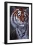 Tiger in the Midst-Jenny Newland-Framed Giclee Print