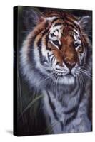 Tiger in the Midst-Jenny Newland-Stretched Canvas