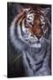 Tiger in the Midst-Jenny Newland-Stretched Canvas