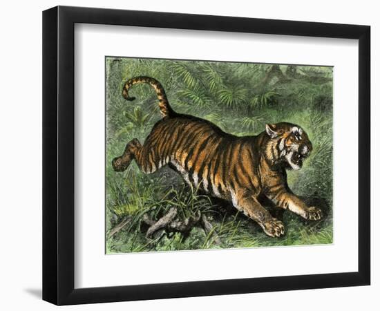 Tiger in the Wild, 1800s-null-Framed Premium Giclee Print