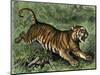 Tiger in the Wild, 1800s-null-Mounted Premium Giclee Print