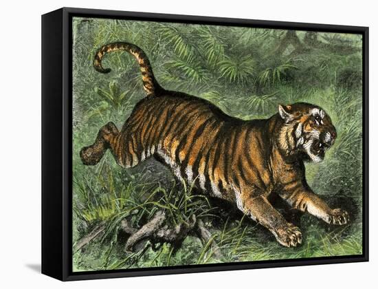 Tiger in the Wild, 1800s-null-Framed Stretched Canvas