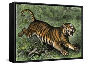 Tiger in the Wild, 1800s-null-Framed Stretched Canvas