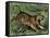 Tiger in the Wild, 1800s-null-Framed Stretched Canvas