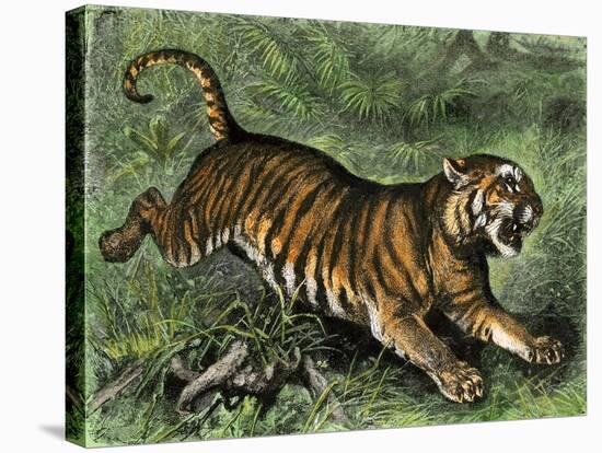 Tiger in the Wild, 1800s-null-Stretched Canvas